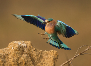 roller